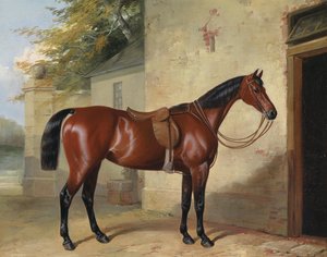 Gezadeld bruin paard door William Barrand